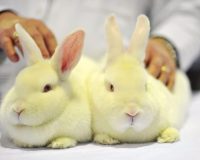 Animal Testing: Τα Πειράματα και οι Δοκιμές στα Ζώα